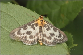 <p>ZAVÍJEČ ZAHRADNÍ (Anania hortulata) (Jiříkov)</p>